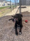 adoptable Dog in lafayette, LA named Aries - A whole lot of love!