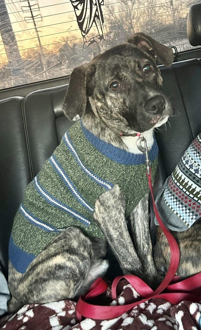 adoptable Dog in Lafayette, LA named Jasper - Just a handsome boy!