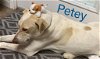 Petey - Precious Pup!