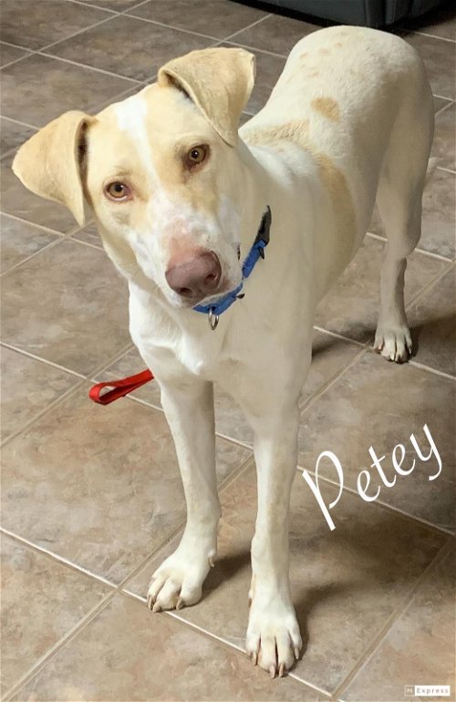 Petey - Precious Pup!
