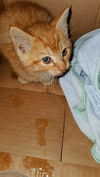 FINLEY (nka LUFFY)