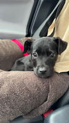 Amelia now Skye