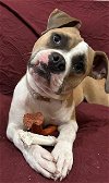 adoptable Dog in  named Mirabelle - Marvelous Gal!
