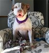adoptable Dog in red bank, NJ named Tia - Totally Terrific!