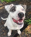 adoptable Dog in  named Lori - Lovely Lass!