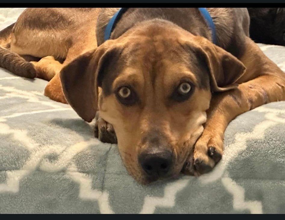adoptable Dog in Red Bank, NJ named Kirk Cousins
