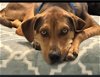 adoptable Dog in , NJ named Kirk Cousins - Adoption Pending!