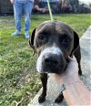adoptable Dog in lafayette, LA named Charm - Cuuuute girl!