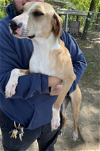 adoptable Dog in  named Penny (hound) - Pretty Penny!