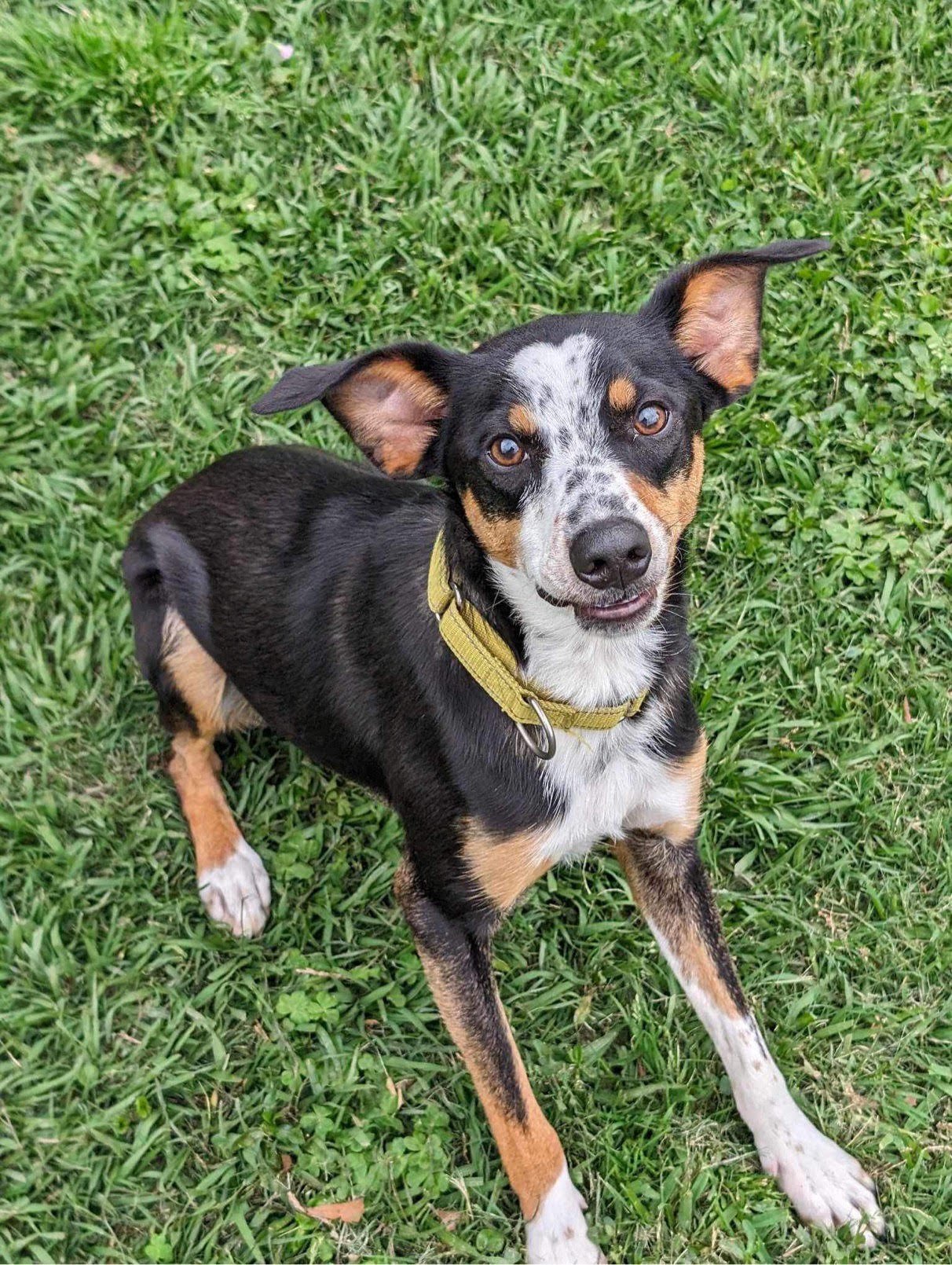 adoptable Dog in Lafayette, LA named Koda - Cool dude!