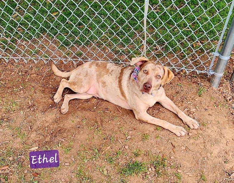adoptable Dog in Lafayette, LA named Ethel - Cool as a Cucumber!