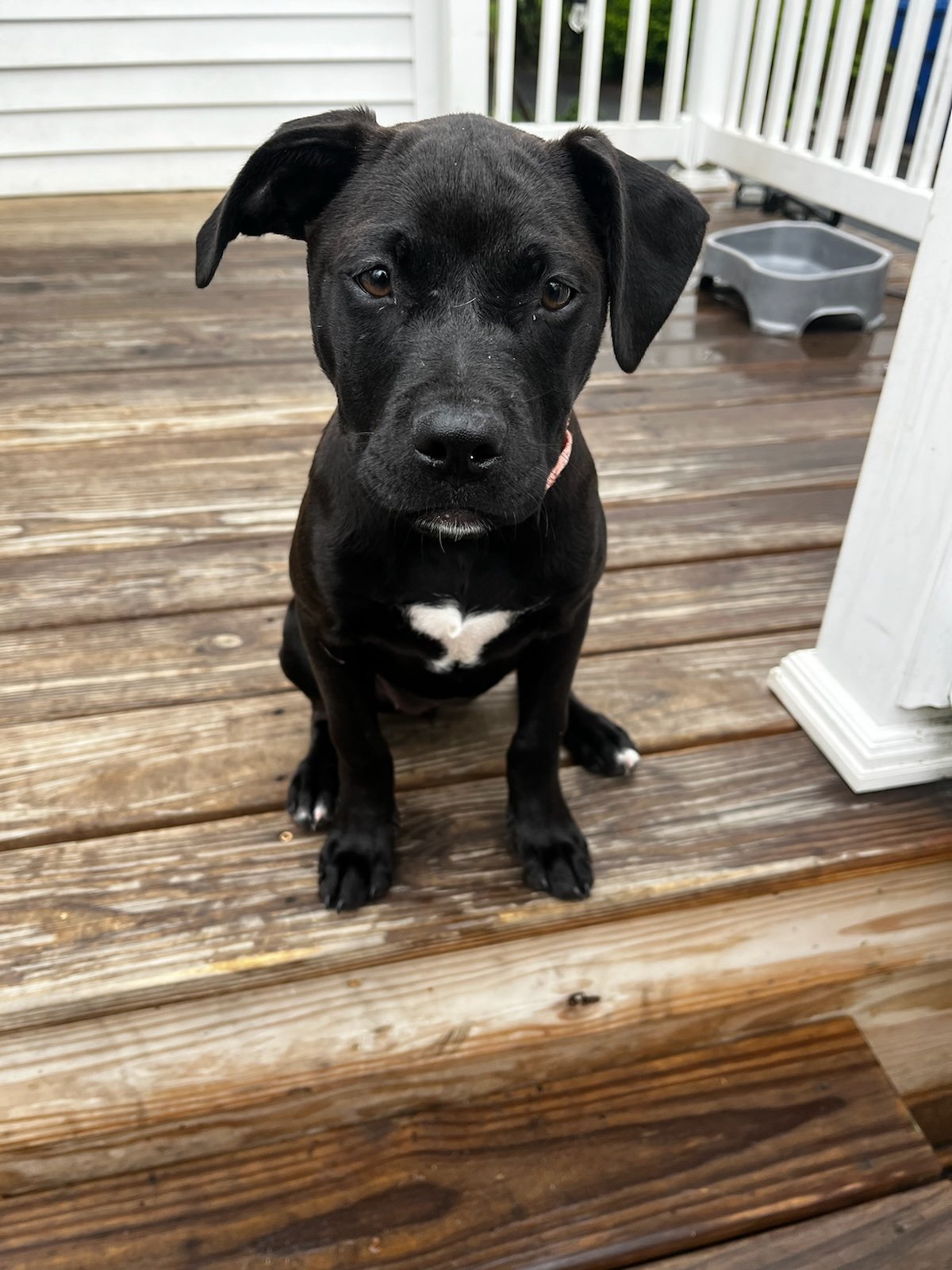 adoptable Dog in Lafayette, LA named Nina - Black Beauty!