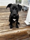 adoptable Dog in  named Nina - Black Beauty!
