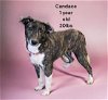 adoptable Dog in lafayette, LA named Candace - Cute girl!
