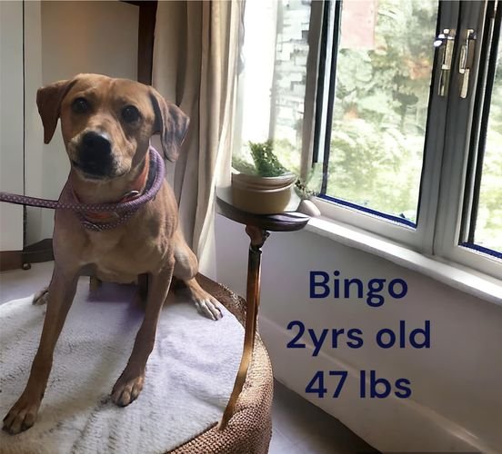 adoptable Dog in Lafayette, LA named Bingo - Is his name - O!