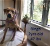adoptable Dog in lafayette, LA named Bingo - Is his name - O!