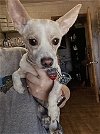 adoptable Dog in lafayette, LA named Beamer - Beautiful Boy!