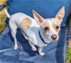 adoptable Dog in lafayette, LA named Beamer - Adoption Pending!