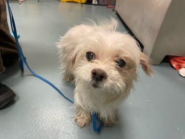 Dog for Adoption - Snowe - So beautiful!, a Maltese in New York City