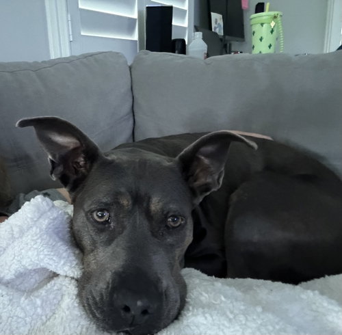CRYSTAL - A TRUE GEM! - American Pit Bull Terrier available for adoption