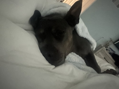 CRYSTAL - A TRUE GEM! - American Pit Bull Terrier available for adoption