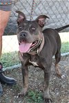 adoptable Dog in lafayette, LA named Crystal - A gem!