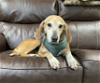 adoptable Dog in lafayette, LA named Miss Vivian - Sweet older lass!