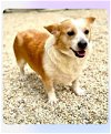 adoptable Dog in lafayette, la, LA named Fiona - Friendly girl!