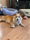 adoptable Dog in  named Fiona - Friendly girl!