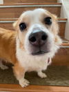 Fiona