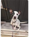 adoptable Dog in lafayette, LA named Brandy - Beautiful pup!!