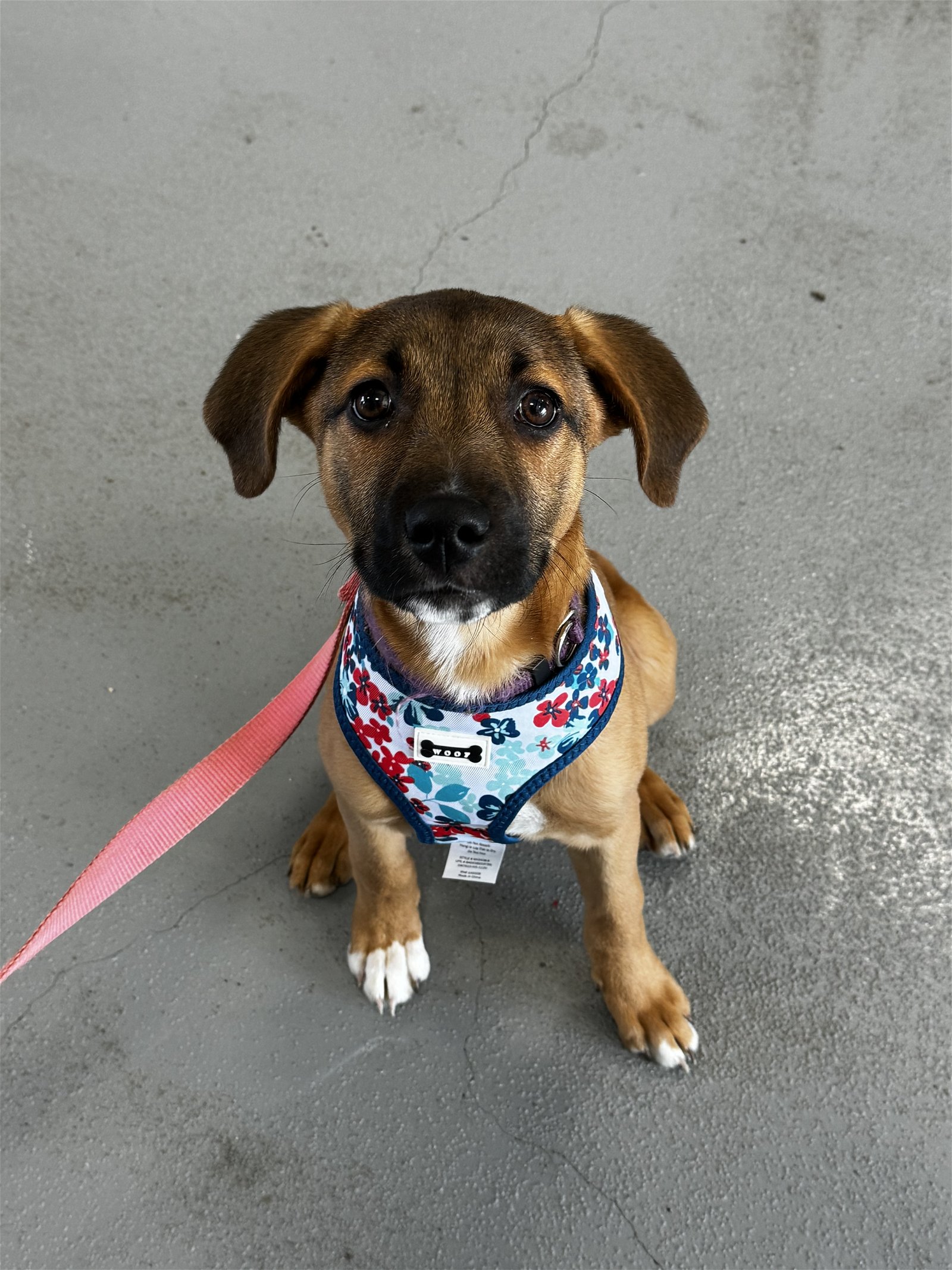 adoptable Dog in Lafayette, LA named Jana - Adoption Pending!
