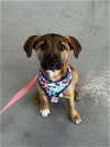 adoptable Dog in  named Jana - Adoption Pending!