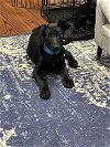 adoptable Dog in lafayette, LA named Zack Black - Cute lab mix!