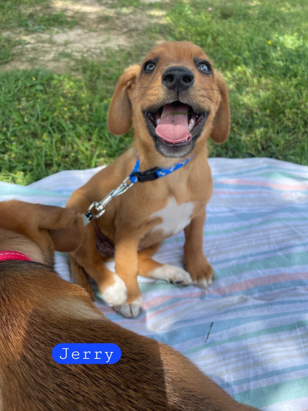 adoptable Dog in Red Bank, NJ named Jerry - Just adorable!
