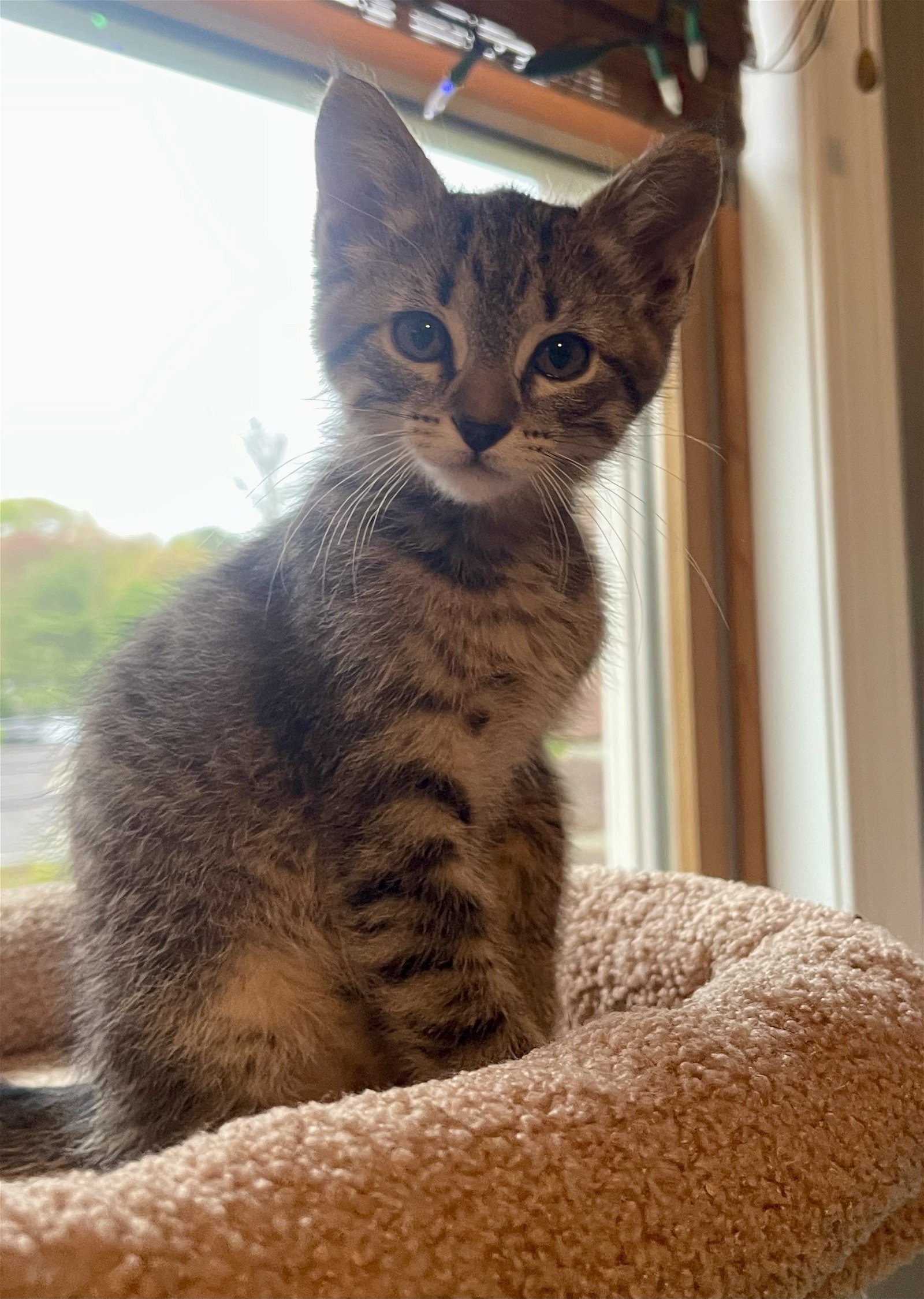 adoptable Cat in Oakhurst, NJ named PRINCESS ELIZABETH ~ Adorable!