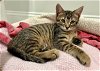 adoptable Cat in , NJ named HENRY ~ Great kitten!
