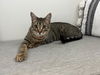 adoptable Cat in Oakhurst, NJ named HENRY ~ Great kitten!