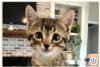 adoptable Cat in  named HUDSON ~ So Handsome!