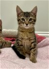 adoptable Cat in , NJ named HUDSON ~ Cuteness overload!