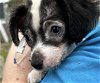 adoptable Dog in red bank, NJ named Plum - Precious Puppy!