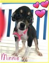 adoptable Dog in  named Minnie - Beautiful Pup!