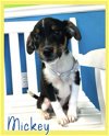 adoptable Dog in  named Mickey - My my, cute pup!
