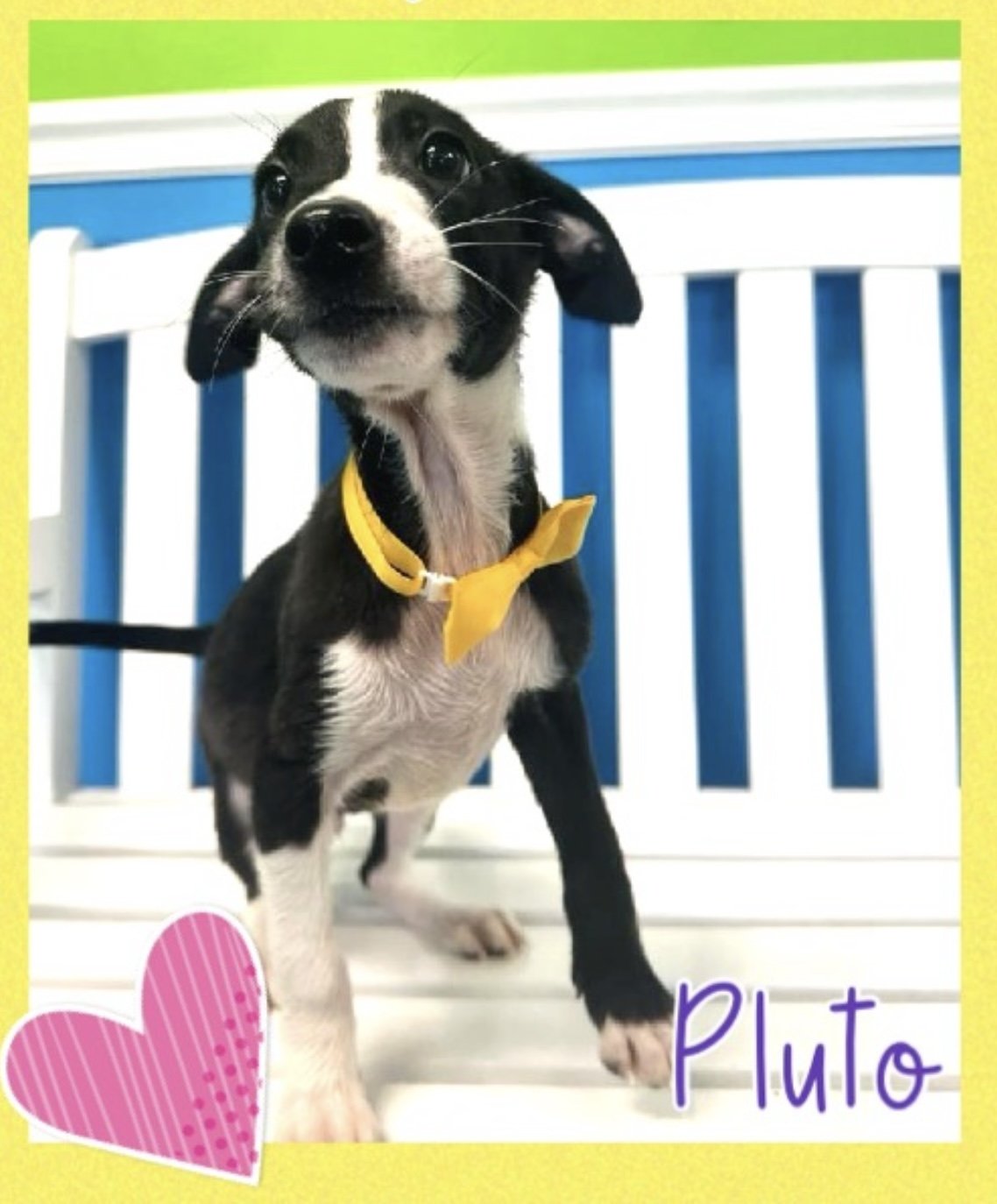 adoptable Dog in Lafayette, LA named Pluto - Precious Pup!