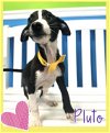 Pluto - Precious Pup!