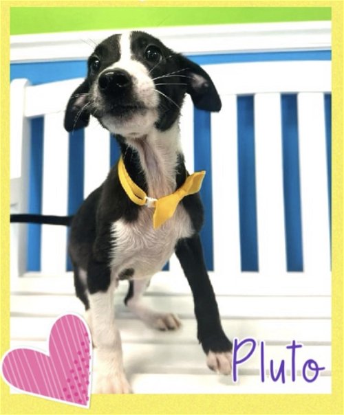 Pluto - Precious Pup!