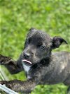 adoptable Dog in , LA named Tootsie - Tiny Cutie!