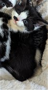 adoptable Cat in , NJ named JUNE ~ Adoption Pending!