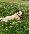 adoptable Dog in , LA named Toby James - Too cute!