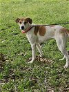 adoptable Dog in  named Wrigley - Beautiful Hound!